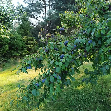 Piekny Zakatek Na Kaszubach - Z Jacuzzi * Strzepcz
