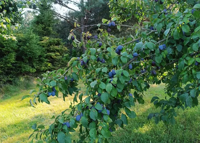 Zielone Kaszuby - Z Jacuzzi * Strzepcz